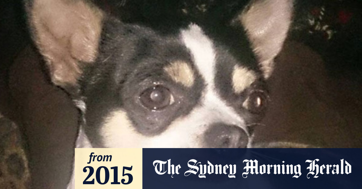 Man charged after allegedly fatally kicking dog in the head